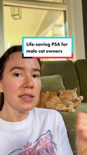 Male Cat Neutering Guide: Essential Care Tips for Cat Owners