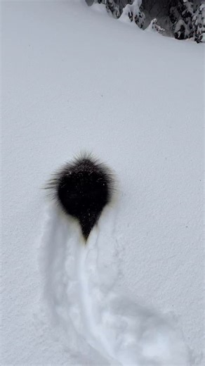 Every day we see a porcupine, it’s a powder day ❄️ This must be a sign at this point. 📹: @slcski | Brighton Resort