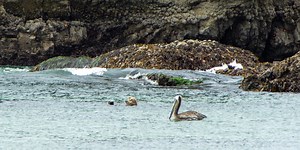 Conservation volunteers spot rare sea otters near Cannon Beach