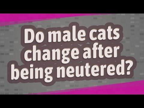 Do male cats change after being neutered?