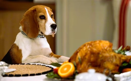 ‘General Hospital’ Two-Week Spoilers: Daring Dog, Thanksgiving Time, Drowning Drunk, And Weeping Willow's Wedding - Daily Soap Dish