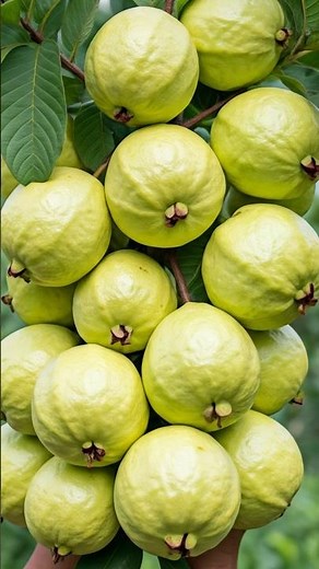 How I Grew a Guava Tree from Cuttings | Easy Propagation Tutorial