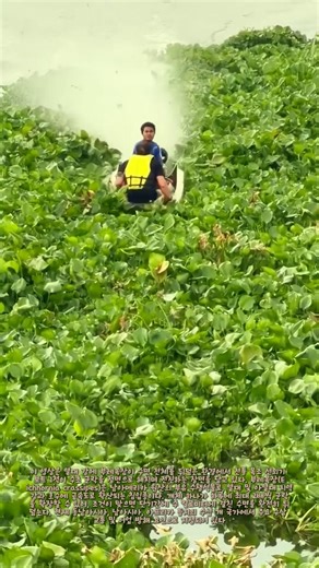 보트가 수초밭을 통과 한다 : 부레옥잠이 강 전체를 뒤덮은 사이를 모터 달린 나무 배 한 척이 헤치고 나아가는 장면