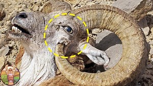 Ces Animaux Inhabituels Se Tuent ! | Lama Faché