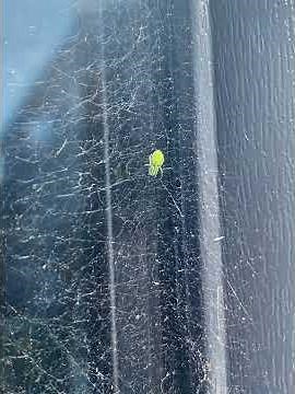 cucumber spider Araniella cucurbitina common green. October 2025.