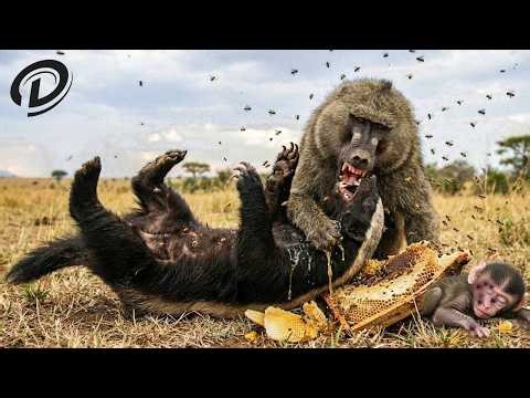 Honey Badger Attacks Baby Baboon: Baboon Mother Goes Berserk in a Desperate Fight | Animal Fight