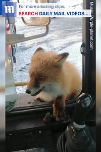 This is one hungry fox! 🦊 Via ViralHog | Daily Mail Video