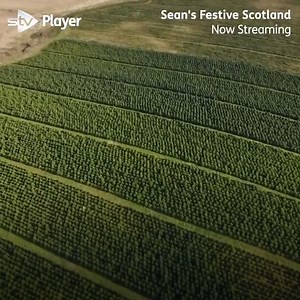 🎄 Have you put your tree up yet? Sean Batty learns more about the Christmas trees grown right here in Scotland! https://stv.click/seans-festive-scotland | STV