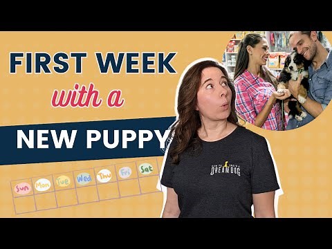 Puppy Schedule Getting Through The First Week