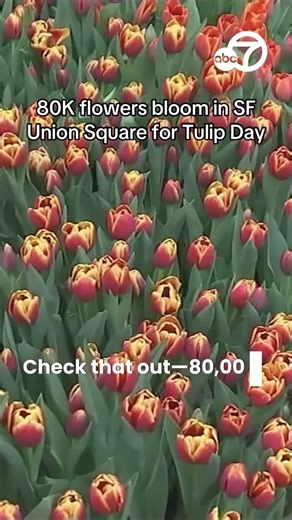 Thousands converged at San Francisco Union Square as it bloomed into a massive garden. Eighty thousand tulips were brought in to celebrate Tulip Day, an annual event in which free flowers are given to those waiting in line in any color of their choosing. https://abc7ne.ws/4hE1OcX | ABC7 News