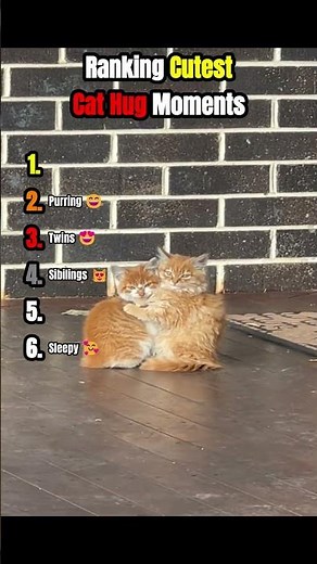 Ranking Cutest Cat Hug Moments 😻❤️