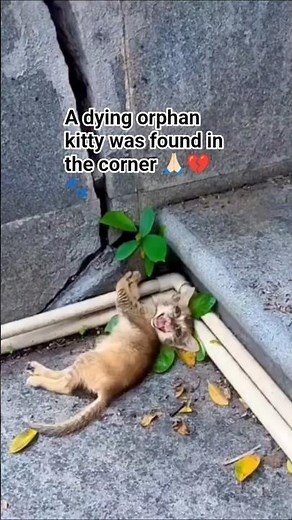 How We Saved a Dying Kitten: A Heartwarming Rescue Journey.#KittenRescue #AnimalWelfare #Heartwarm