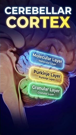 Layers of Cerebellar Cortex | Molecular, Purkinje & Granular Layer | Anatomy