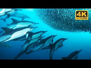 Dolphins' Extraordinary Group Hunting Technique 👀 | 4K Animal Documentary
