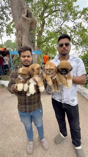 Lhasa Apso Puppies Sale. #puppy #petshub #gallifstreetpetmarket