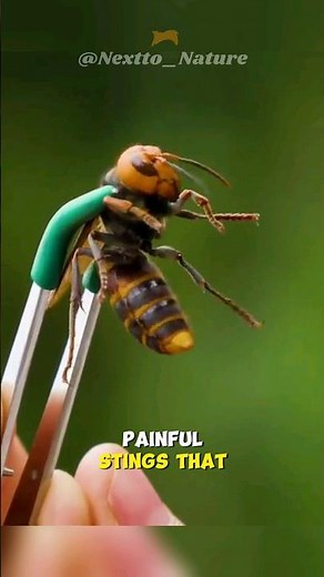 Asian Giant Hornet | The Murder Hornet