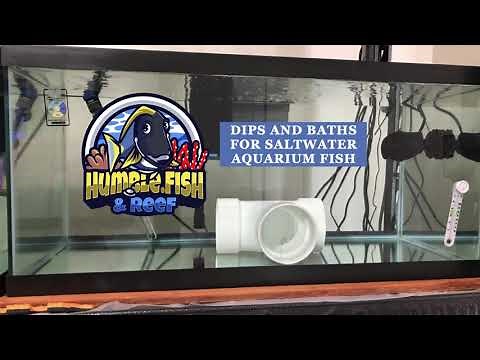Dips and Baths for treating saltwater aquarium fish