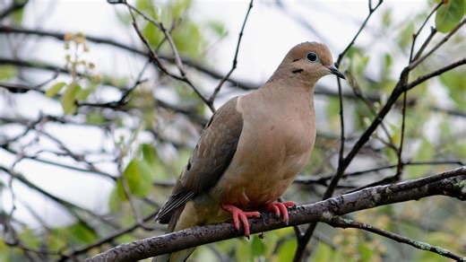 Mourning doves: Our melodic backyard neighbors