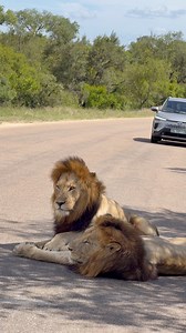 621K views · 14K reactions | Why do Lions love sleeping on the Blacktop類? #lions #wildlife #nature #quiz #safari | Kruger Gone Wild Safaris | Facebook