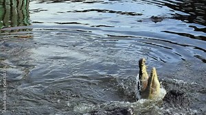 Alligator Jumps out of water for meat in slow motion. Alligator bites the meat, but then lets go, splashing in water. Slow motion HD. Stock Video