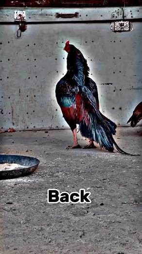 Aseel Roster: Best Rooster Fighting Videos Compilation