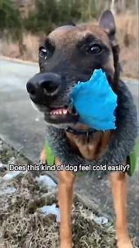 Does this kind of dog feel cold easily?
