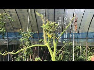 家庭菜園 8月終わりのトマト 成長点何処いった？ 今年2度目の成長点に異常 イチジクは採れ始めました