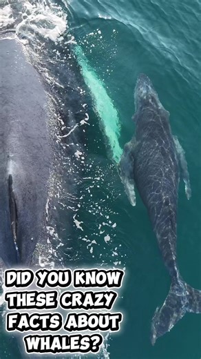 Shocking Whale Facts You Didn't Know