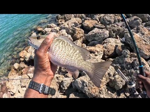 Unusual Mangrove Snapper Limit Catch $Cook