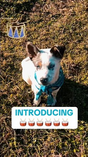 How to Train your Puppy to be a Diabetic Alert Dog at Home For Beginners DIY #diabeticalertdog #t1d