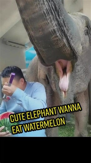Cute elephant wanna eat watermelon #fyp #elephant #funny #cute #animals #foryou