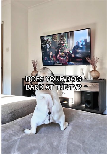 Does your dog bark at the TV every time an animal appears? This behaviour is usually learned and accidentally reinforced. When your dog barks at animals on the screen and the image then disappears or changes, the barking is negatively reinforced. Negative reinforcement means something is removed to increase a behaviour — in this case, the perceived “threat” goes away, so barking is strengthened: bark → animal disappears → barking works. Many owners try to use a “quiet” cue, but this often backfi