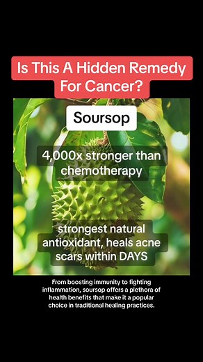 Is Soursop a Hidden Remedy for Cancer? Soursop, also known as Graviola, has gained attention for its potential medicinal properties, including its purported ability to combat cancer. While research is still limited, some studies suggest that compounds found in soursop may possess anticancer properties, targeting cancer cells while sparing healthy ones. However, more extensive clinical trials are needed to validate these claims and determine the effectiveness of soursop as a cancer treatment. Des