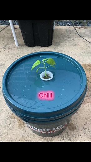 Hydroponics Gardening: Grow Sweet Chilli in Melbourne