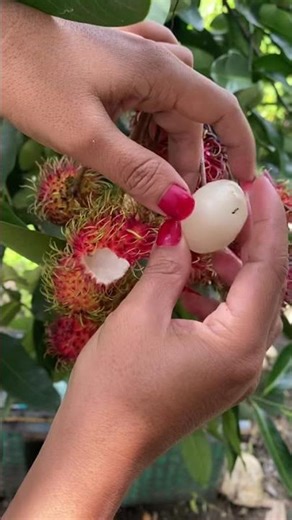 Rambutan Fruit #rambutan