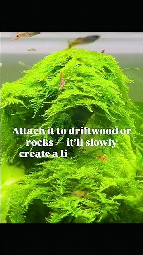 The Easiest Aquarium Plant for Beginners | CHRISTMAS MOSS #ChristmasMoss #AquariumPlant #plantedtank