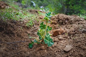 A new generation of young people is putting the planet first. Here's everything you need to know