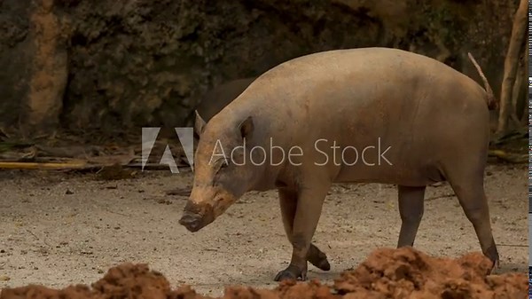 Babirusa Deer-Pig Walking Through Muddy Enclosure at Singapore Zoo