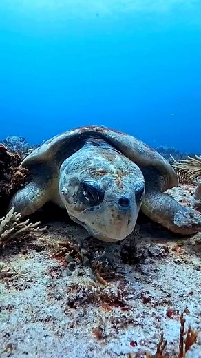 Loggerhead sea turtles are known for their massive heads and powerful jaws, which they use to crush hard-shelled prey like crabs and conchs. They often rest on the sea floor between feeding or surfacing for air. Unlike some other sea turtles, loggerheads are more solitary and can stay underwater for up to four hours when resting. This calm moment shows how they conserve energy in between their long migrations across oceans. #diving #fishing #ocean #oceanlife | Ocean Fanatics