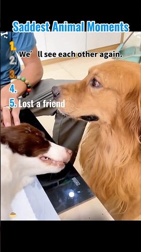 Sad Animal Moments 💔 Heartbreaking scenes of Cute Animals #cuteanimals #dogshorts #catshorts