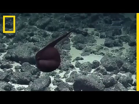 Images inédites de l''anguille de Gulper