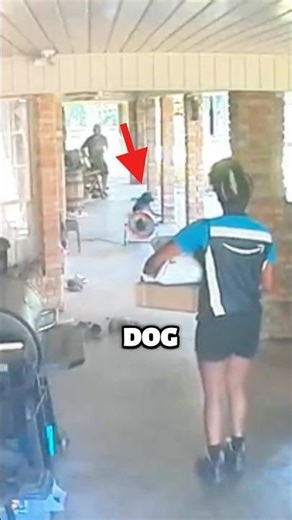 Homeowner Rescues Terrified Delivery Driver From Dog #dog #delivery