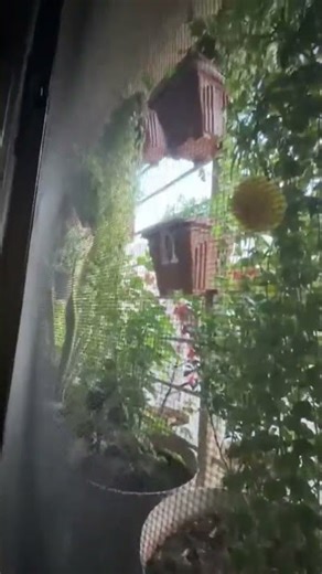 beautiful windows #garden view #nature short video 🌿🌱🪴