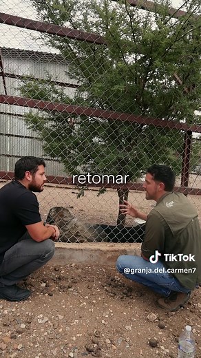 Pantera rescatada y su perro compañero: historia de reencuentro