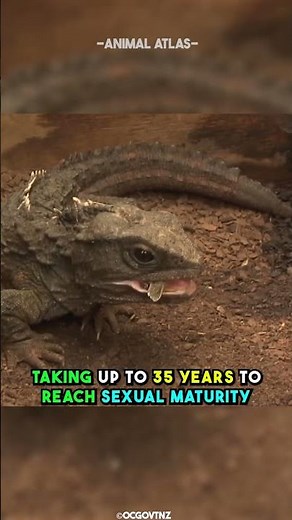 Living Fossils Of New Zealand - Tuatara