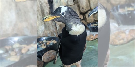Zoo makes special wetsuit for one of their oldest penguins: ‘She’s a spicy old lady’