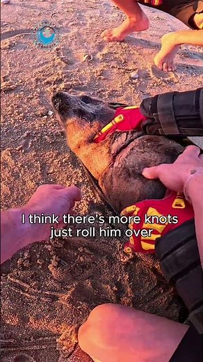 Wounded Baby Seal Rescued #shorts