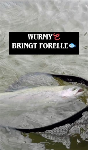 Unsere Omura Baits Wurmy gibt es jetzt in neuen Farben, die sich als extrem fängig erwiesen haben.🪱Forellenexperte Sven Busse stellt Euch diese vor und zeigt Euch die optimale Köderpräsentation.👌 #omurabaits #wurmy #forellenköder #troutfishing #forellenangeln | Fishing Tackle Max