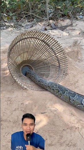 Reticulated python sticks its head into its own snake's cage