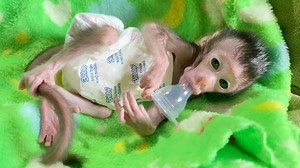 Gorgeous Tiny Baby Monkey Shiba Sleep Sucking Big Pacifier Himself | Pigtail Monkey Daily